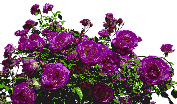 Vibrant Purple Roses Artistic Render