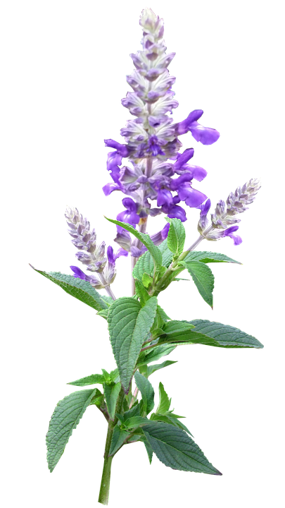 Vibrant Purple Salvia Flower