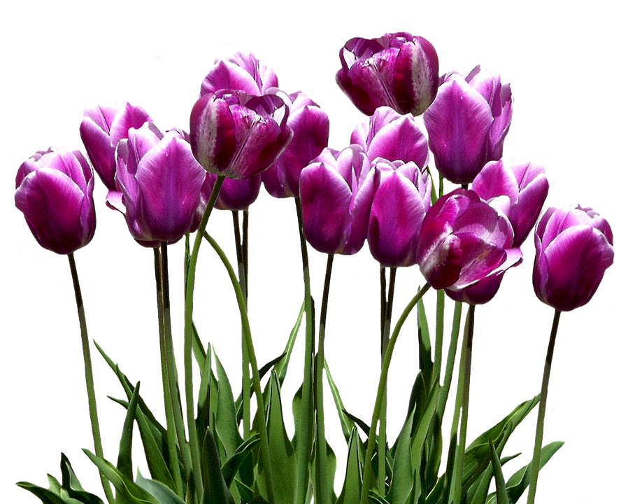 Vibrant_ Purple_ Tulips.png