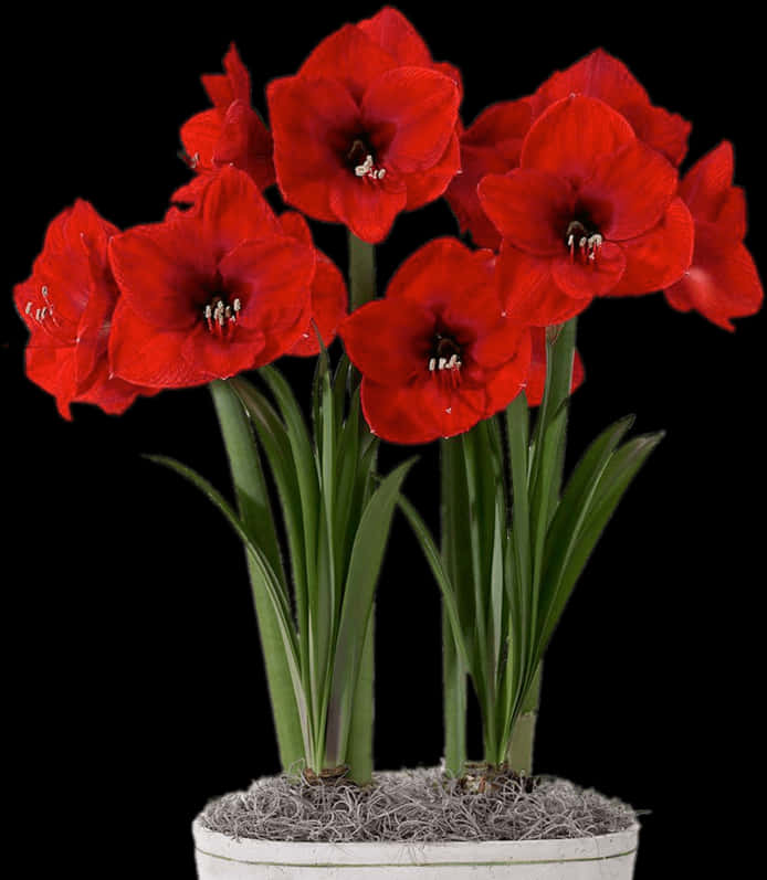 Vibrant_ Red_ Amaryllis_in_ White_ Pot