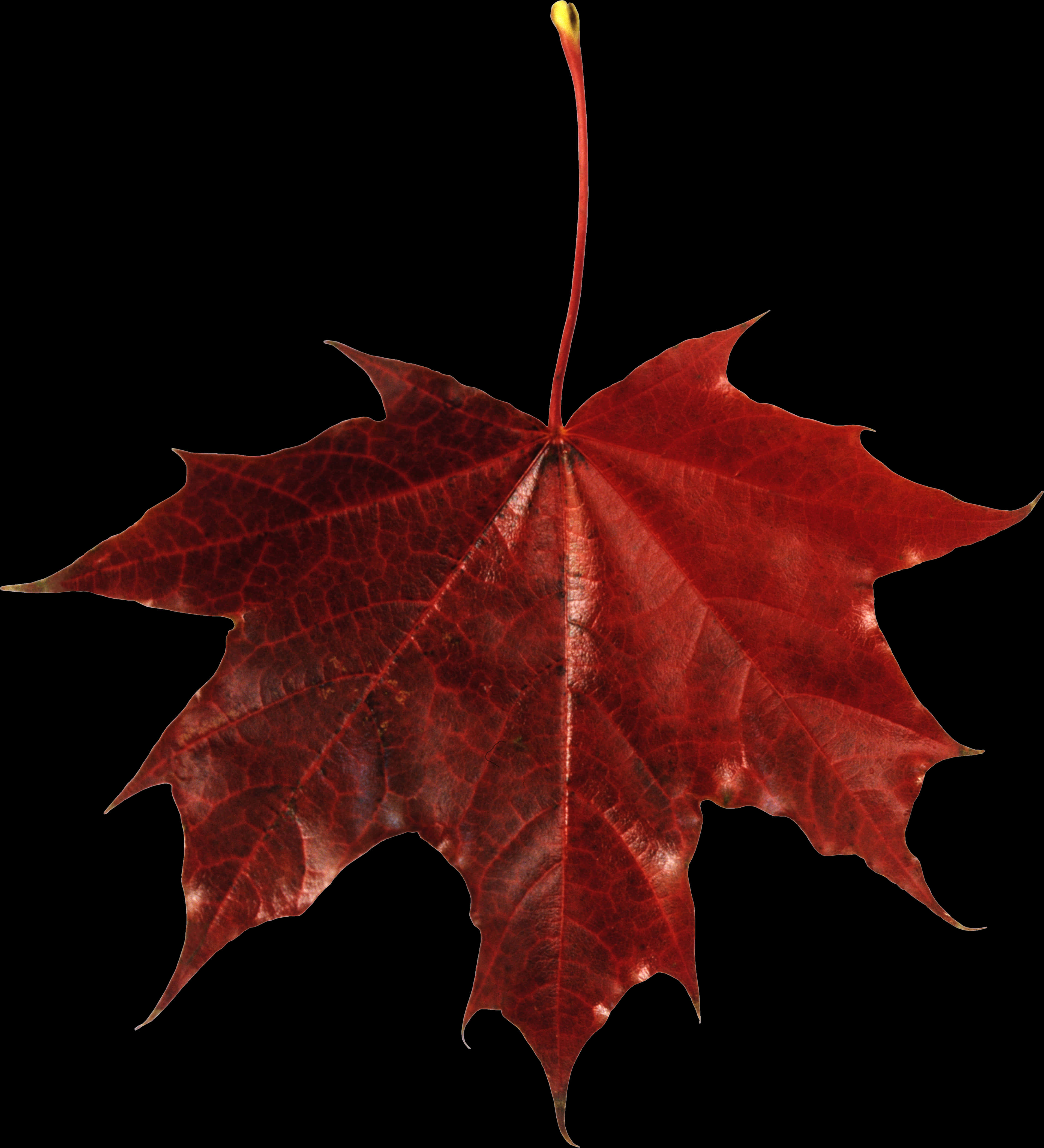 Vibrant Red Autumn Leaf