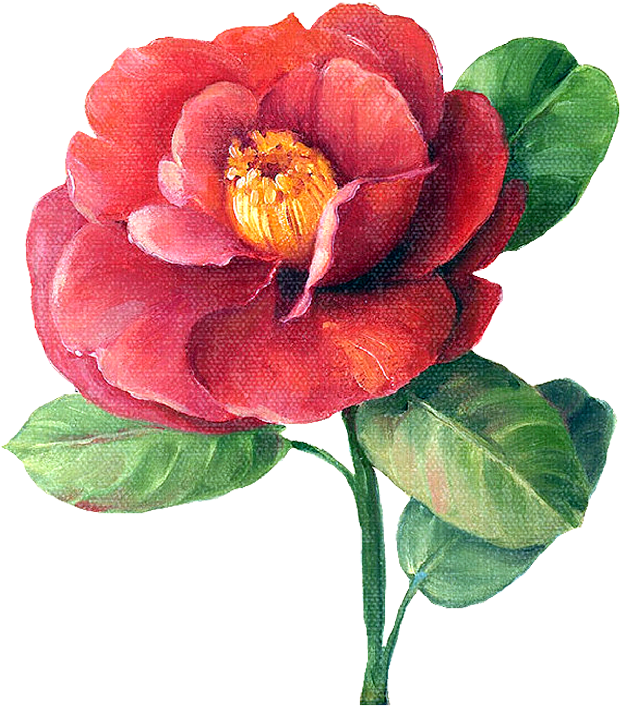 Vibrant Red Camellia Bloom