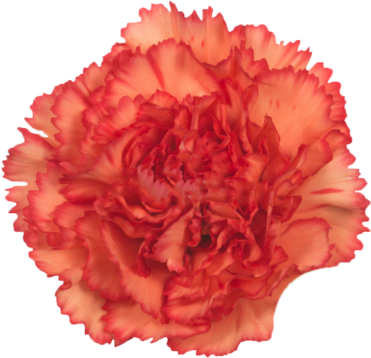 Vibrant Red Carnation Flower.png