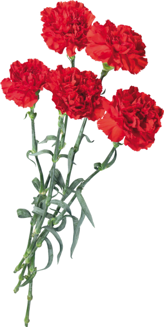 Vibrant Red Carnations Bouquet