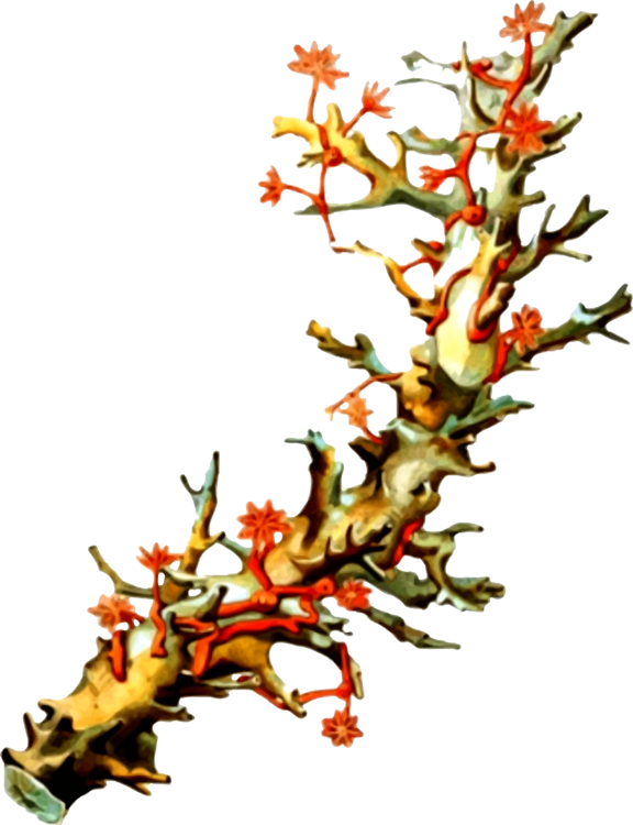 Vibrant Red Coral Branch