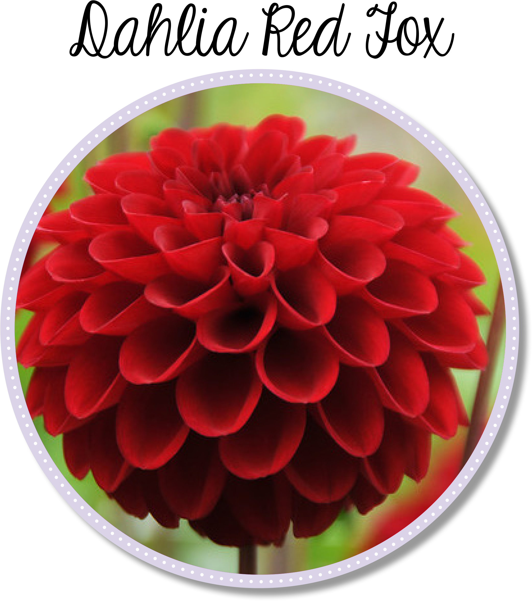 Vibrant Red Dahlia Flower