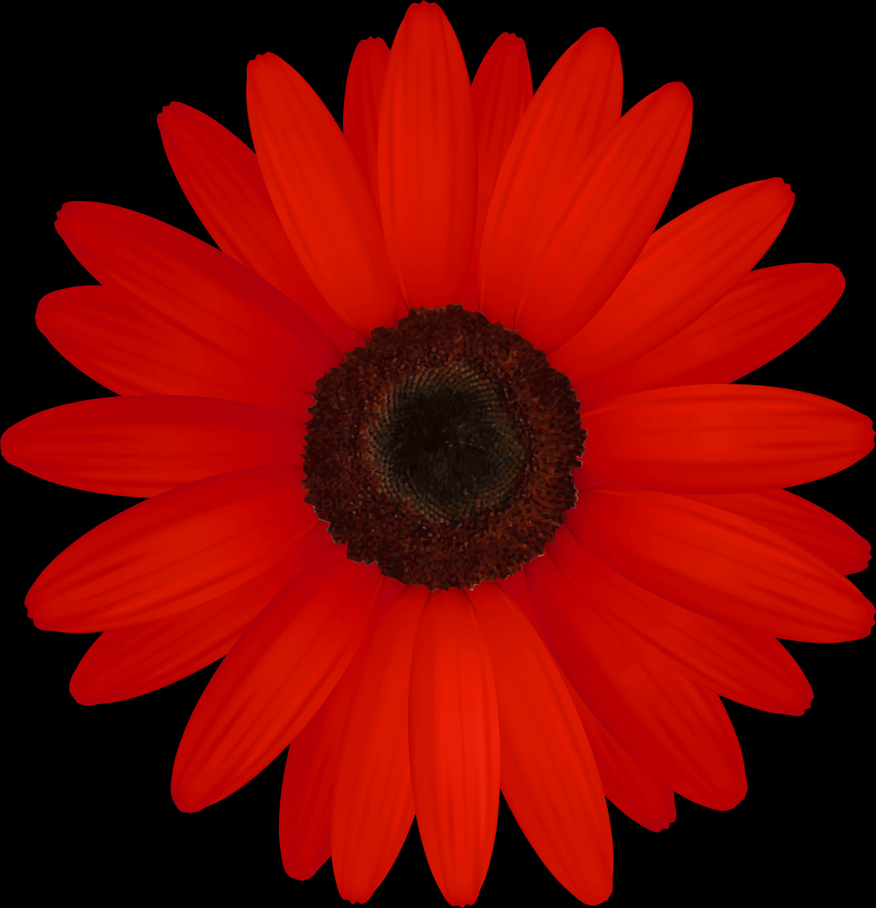 Vibrant Red Daisy Black Background.jpg