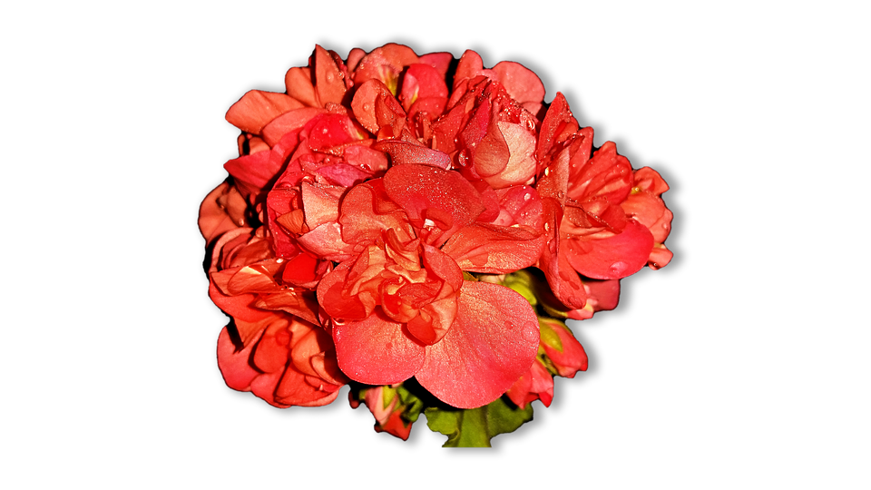 Vibrant Red Geranium Cluster