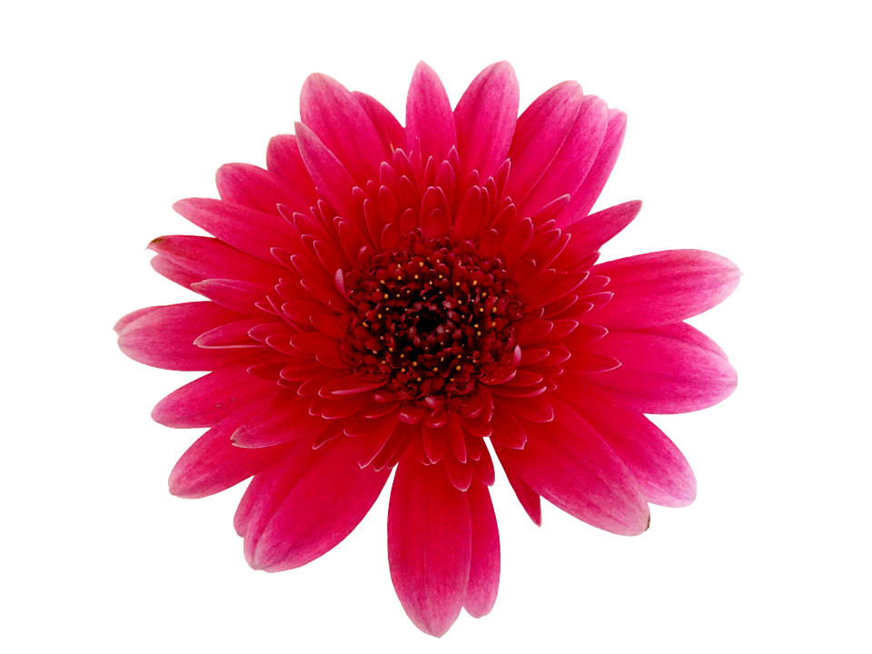 Vibrant Red Gerbera Daisy