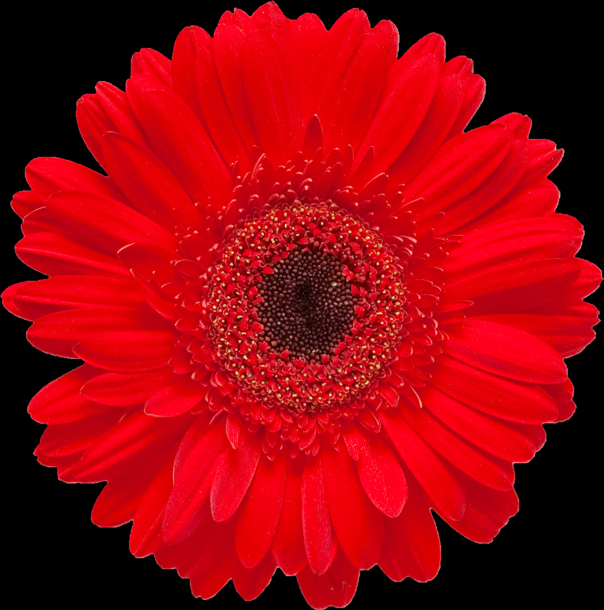 Vibrant Red Gerbera Daisy Black Background