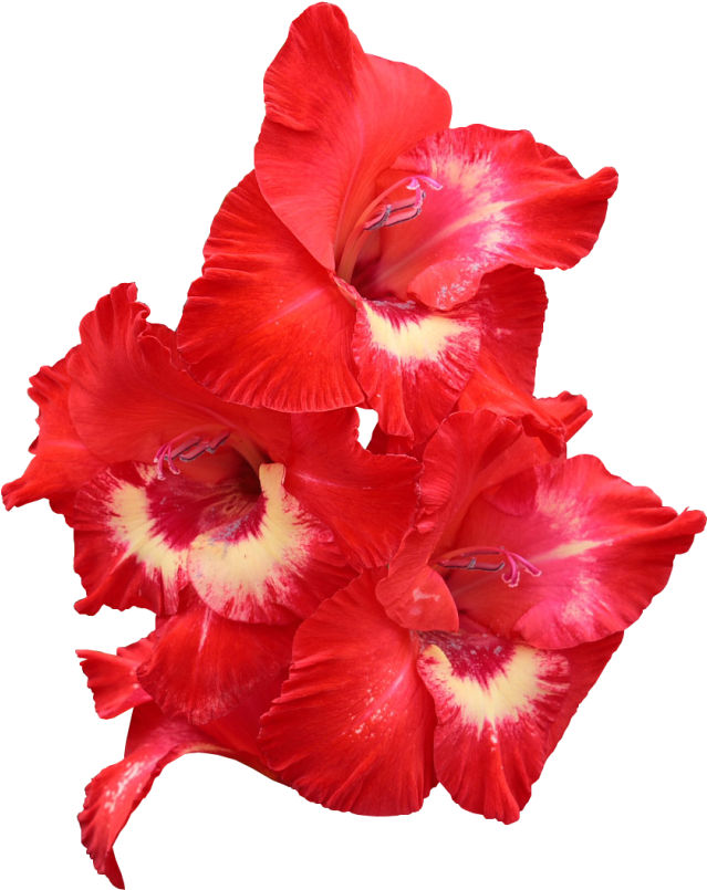 Vibrant Red Gladiolus Flowers