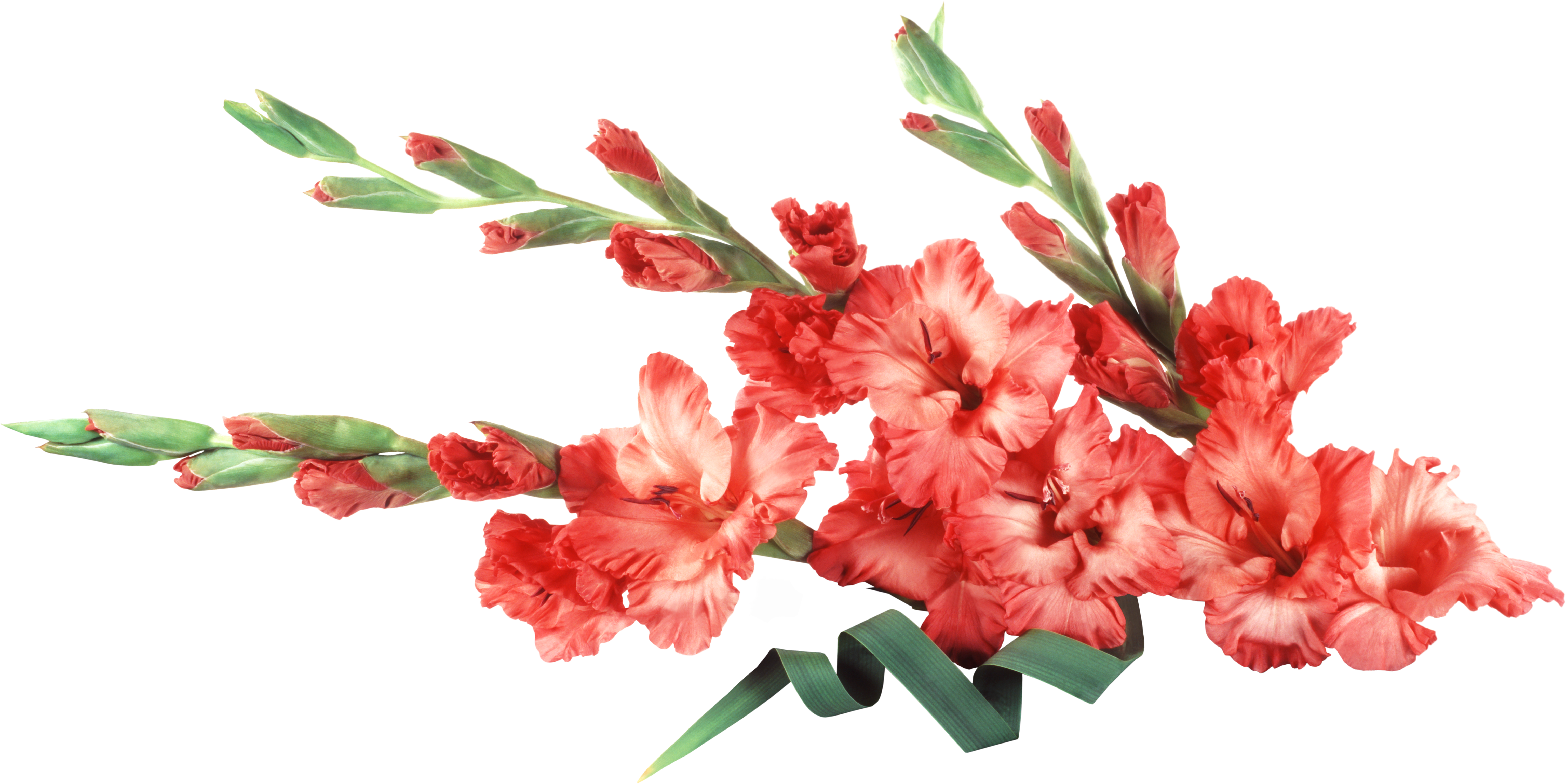 Vibrant Red Gladiolus Flowers