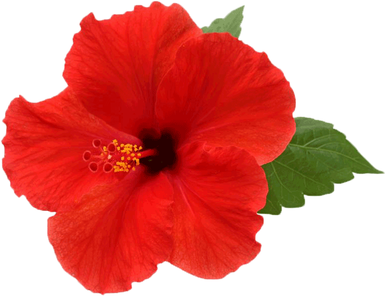 Vibrant Red Hibiscus Flower