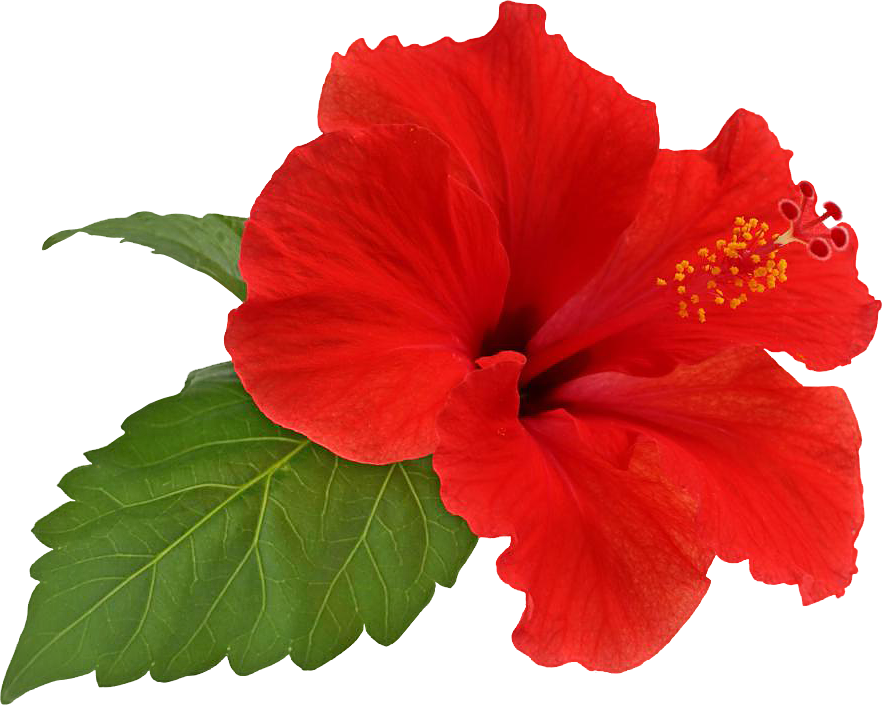 Vibrant Red Hibiscus Flower