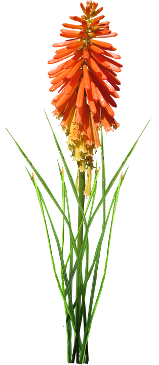 Vibrant Red Hot Poker Flower