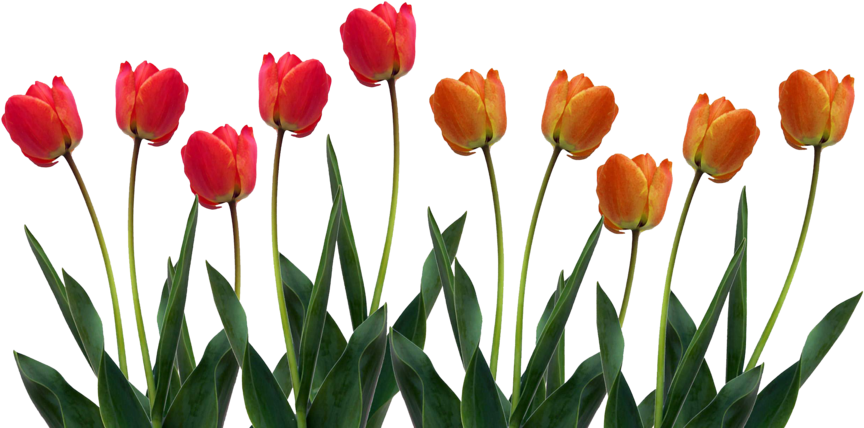 Vibrant Red Orange Tulips Row.png