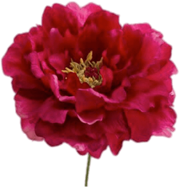 Vibrant Red Peony Flower