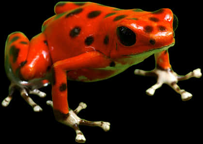 Vibrant Red Poison Dart Frog