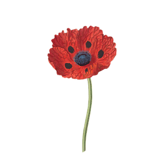 Vibrant Red Poppy Floweron Black Background