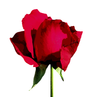 Vibrant Red Rose Black Background