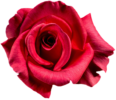 Vibrant Red Rose Black Background