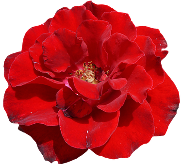 Vibrant Red Rose Black Background