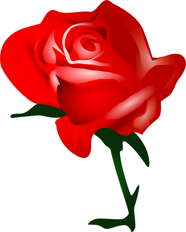 Vibrant Red Rose Illustration