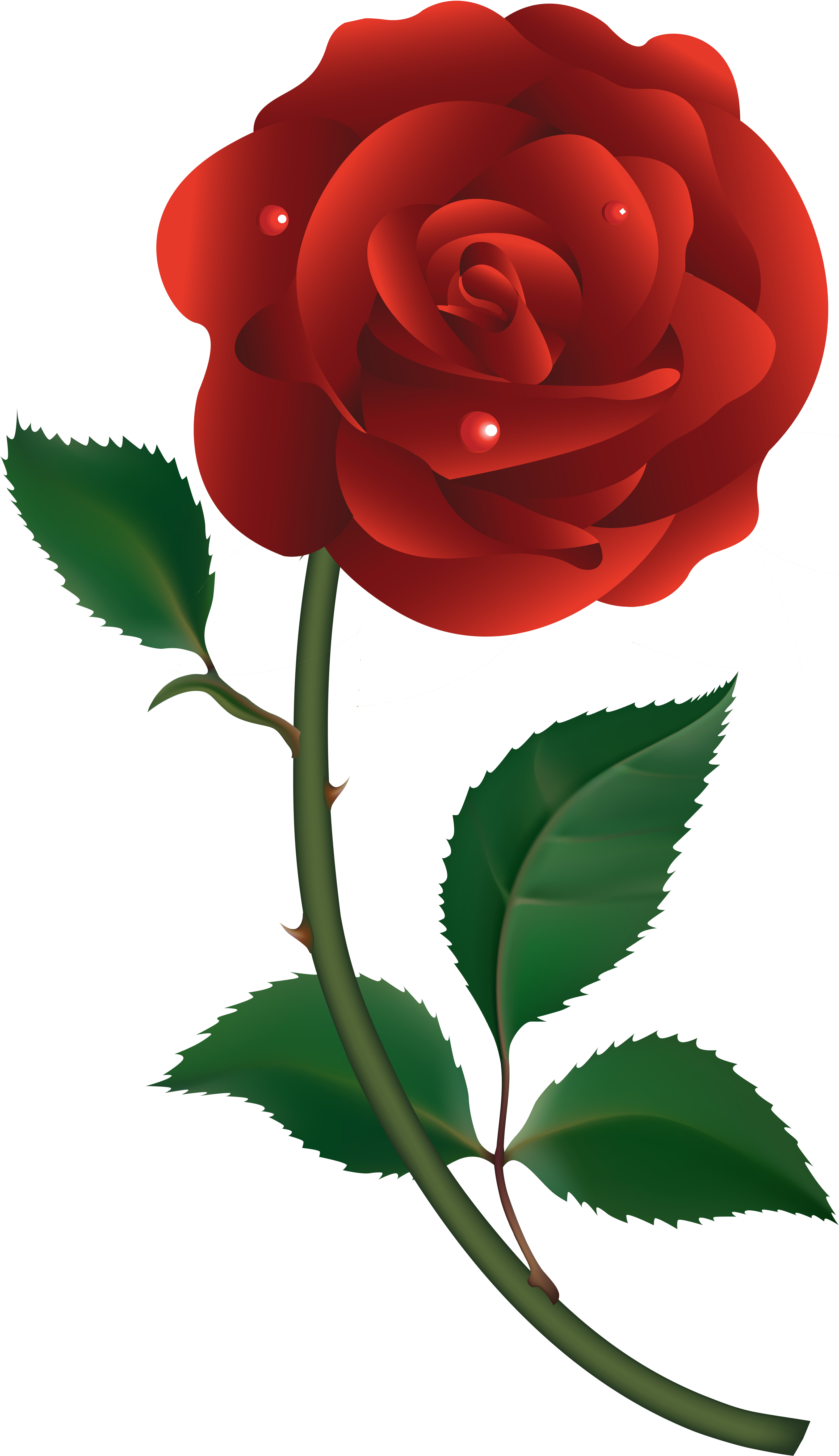 Vibrant Red Rose Illustration.png