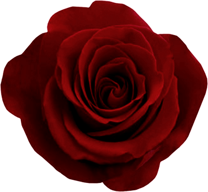 Vibrant Red Rose Isolated