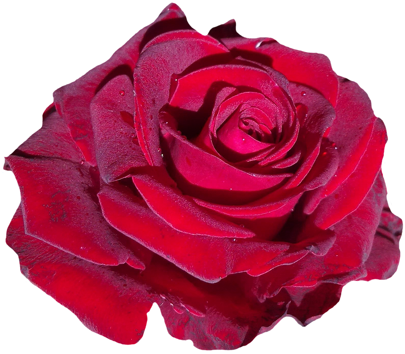 Vibrant Red Rose Isolated.png