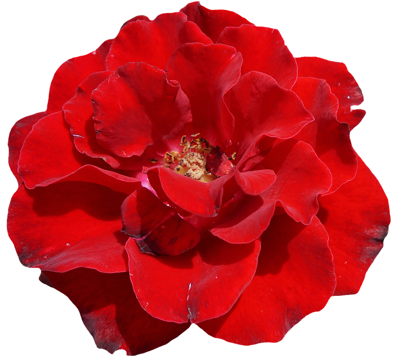 Vibrant Red Rose Isolated.png