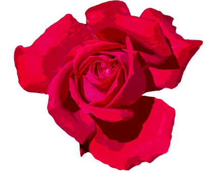 Vibrant Red Roseon Black Background.jpg