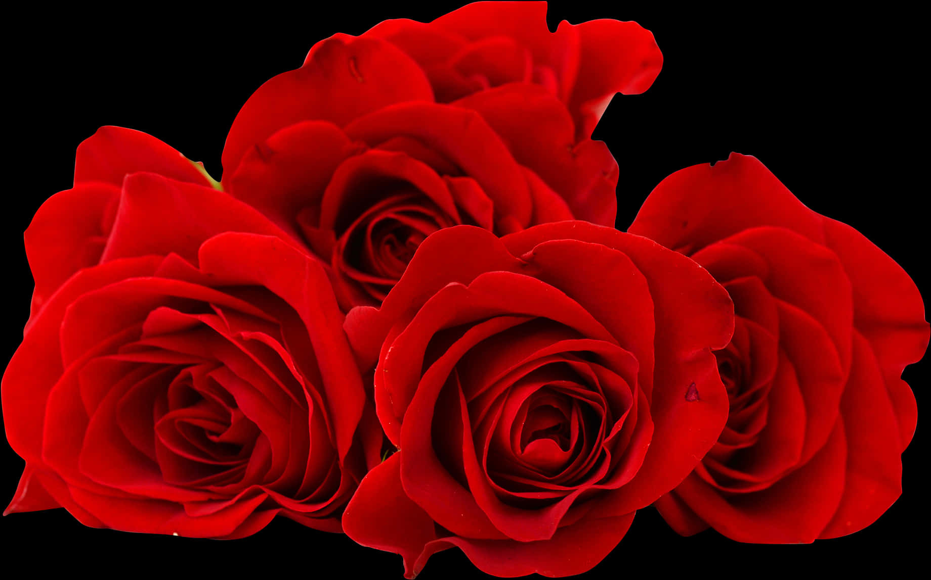 Vibrant_ Red_ Roses_ Black_ Background.jpg