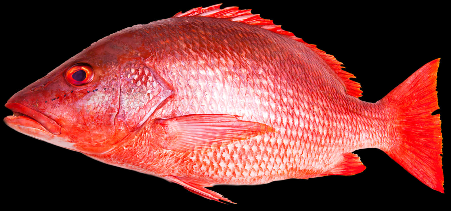 Vibrant Red Snapper Fish