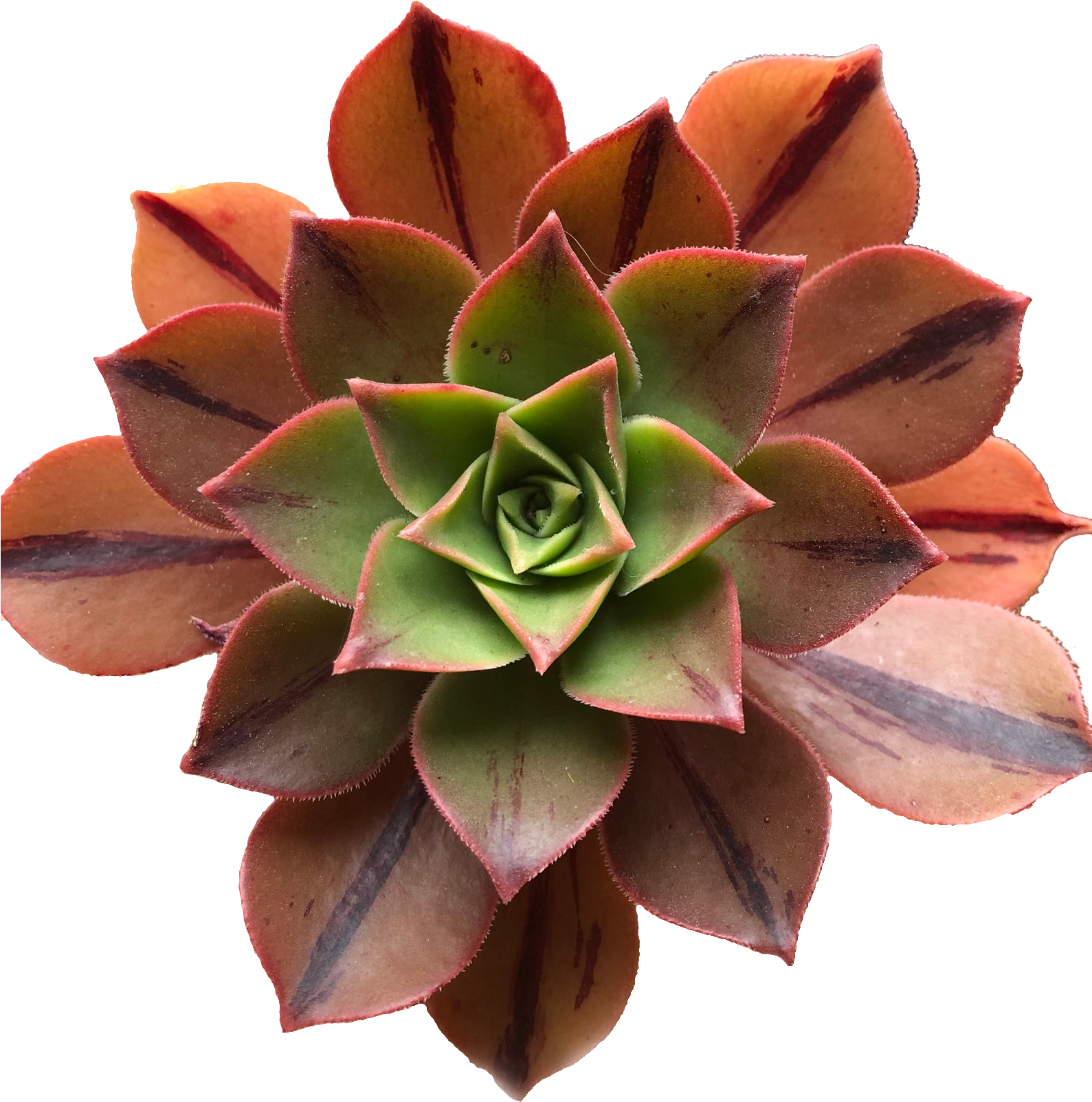 Vibrant Red Tipped Succulent