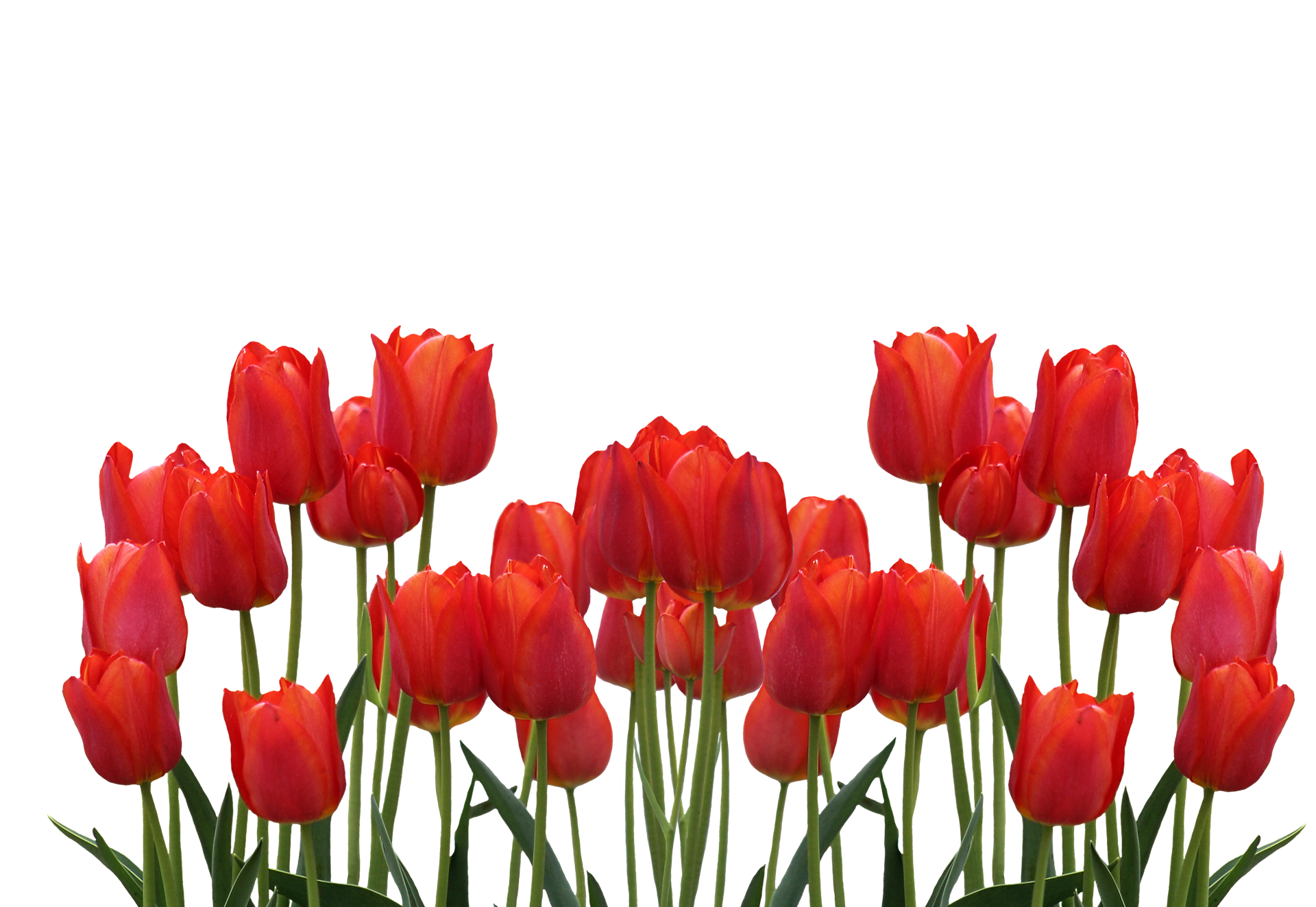 Vibrant_ Red_ Tulips_ Against_ Black_ Background.jpg