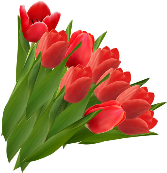 Vibrant Red Tulips Bouquet