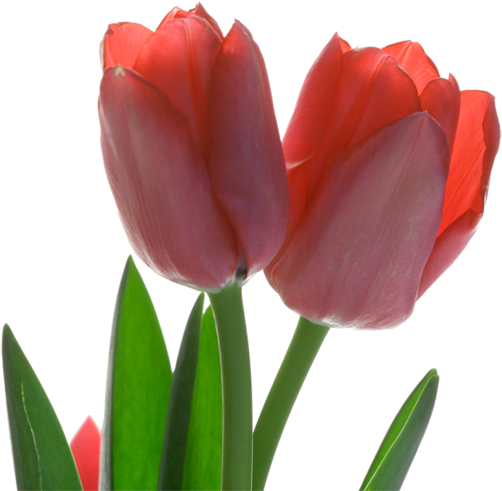 Vibrant Red Tulips Transparent Background