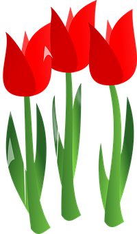 Vibrant Red Tulips Vector