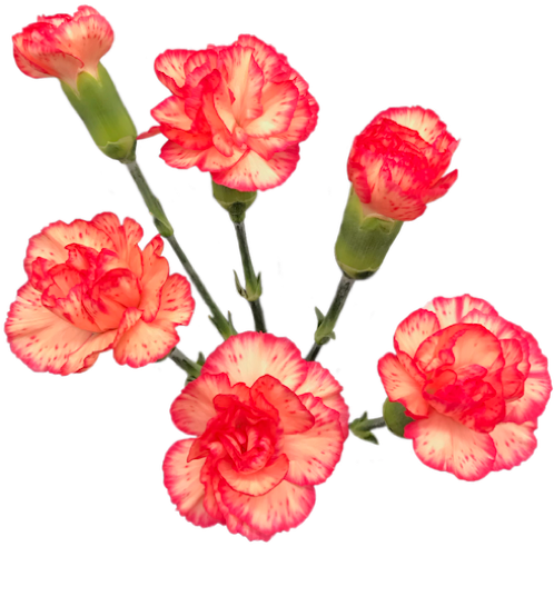 Vibrant Red White Carnations