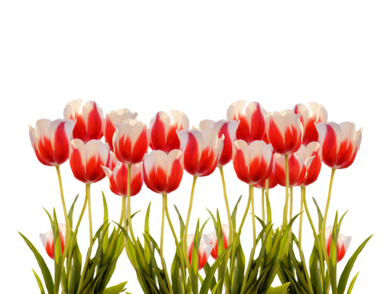 Vibrant Red White Tulips Black Background.jpg