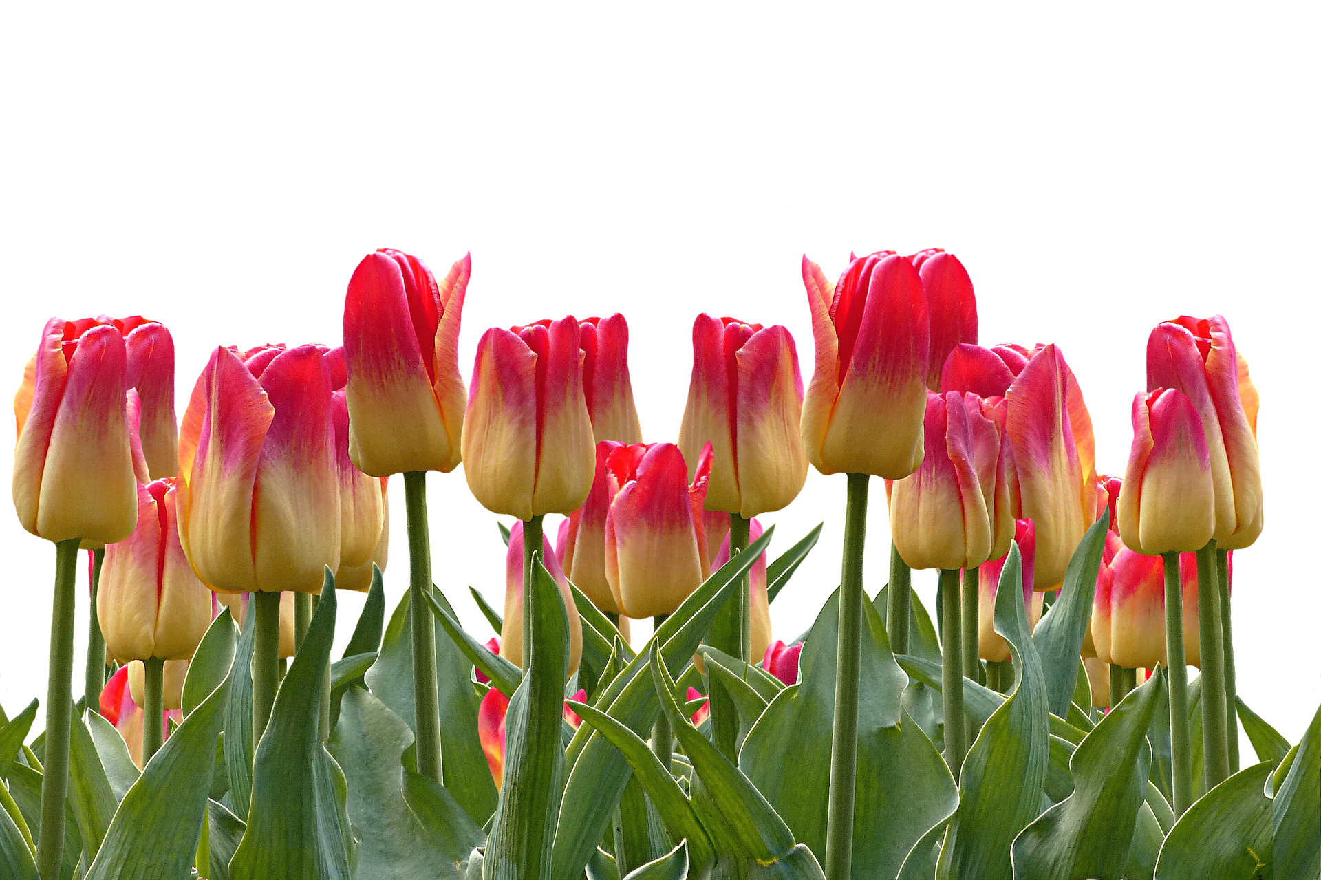 Vibrant Red Yellow Tulips Black Background