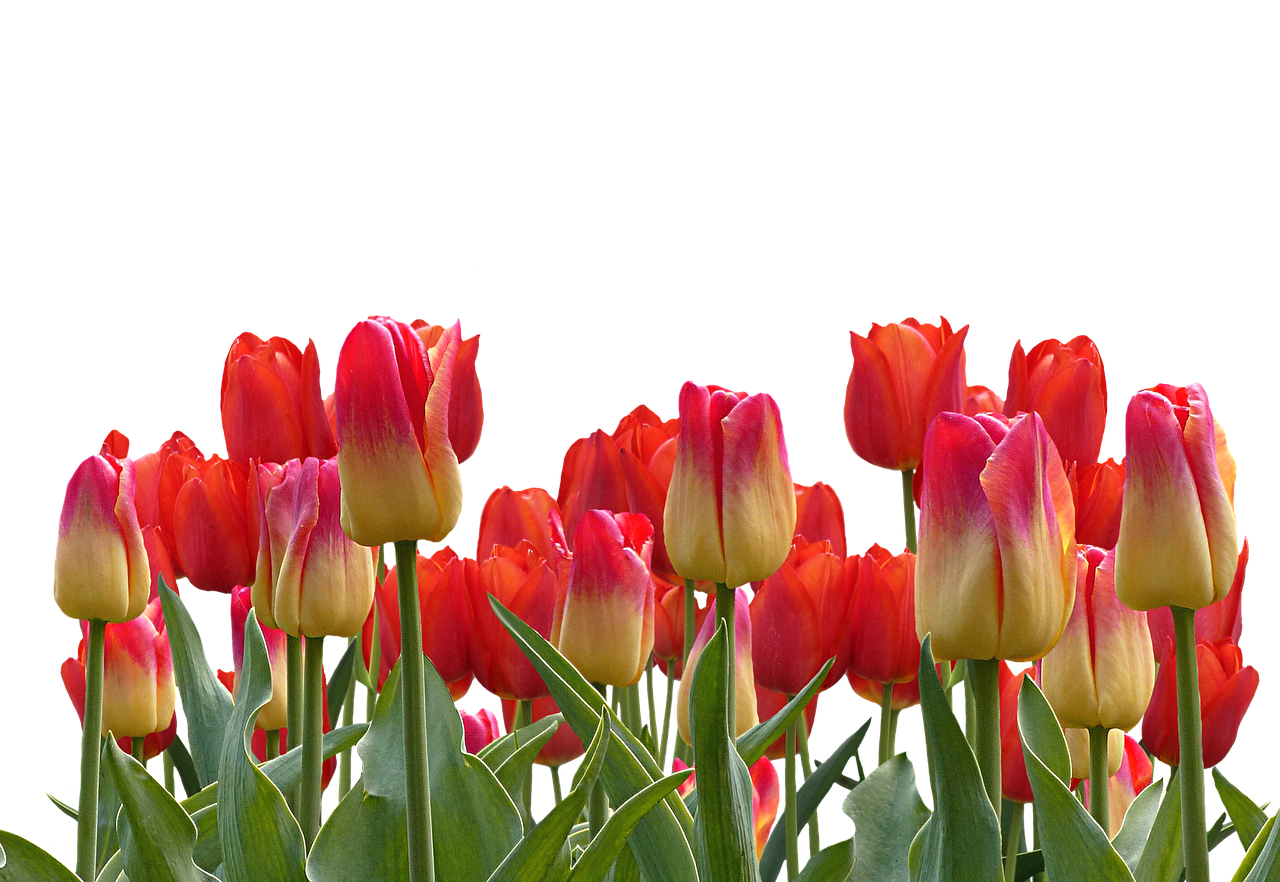Vibrant Red Yellow Tulips Black Background