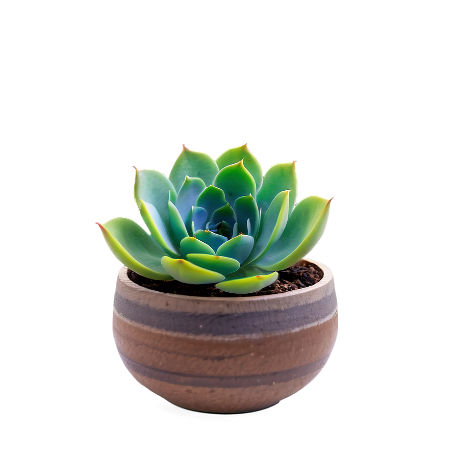 Vibrant Succulent Png Pqw75