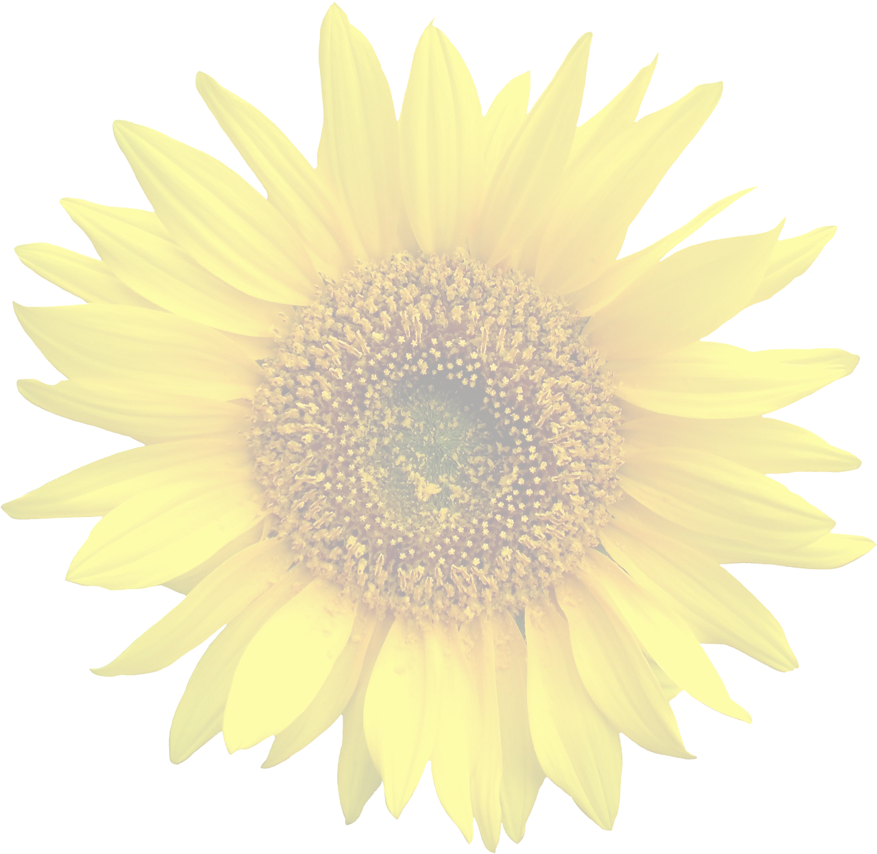 Vibrant Sunflower Against Black Background.jpg