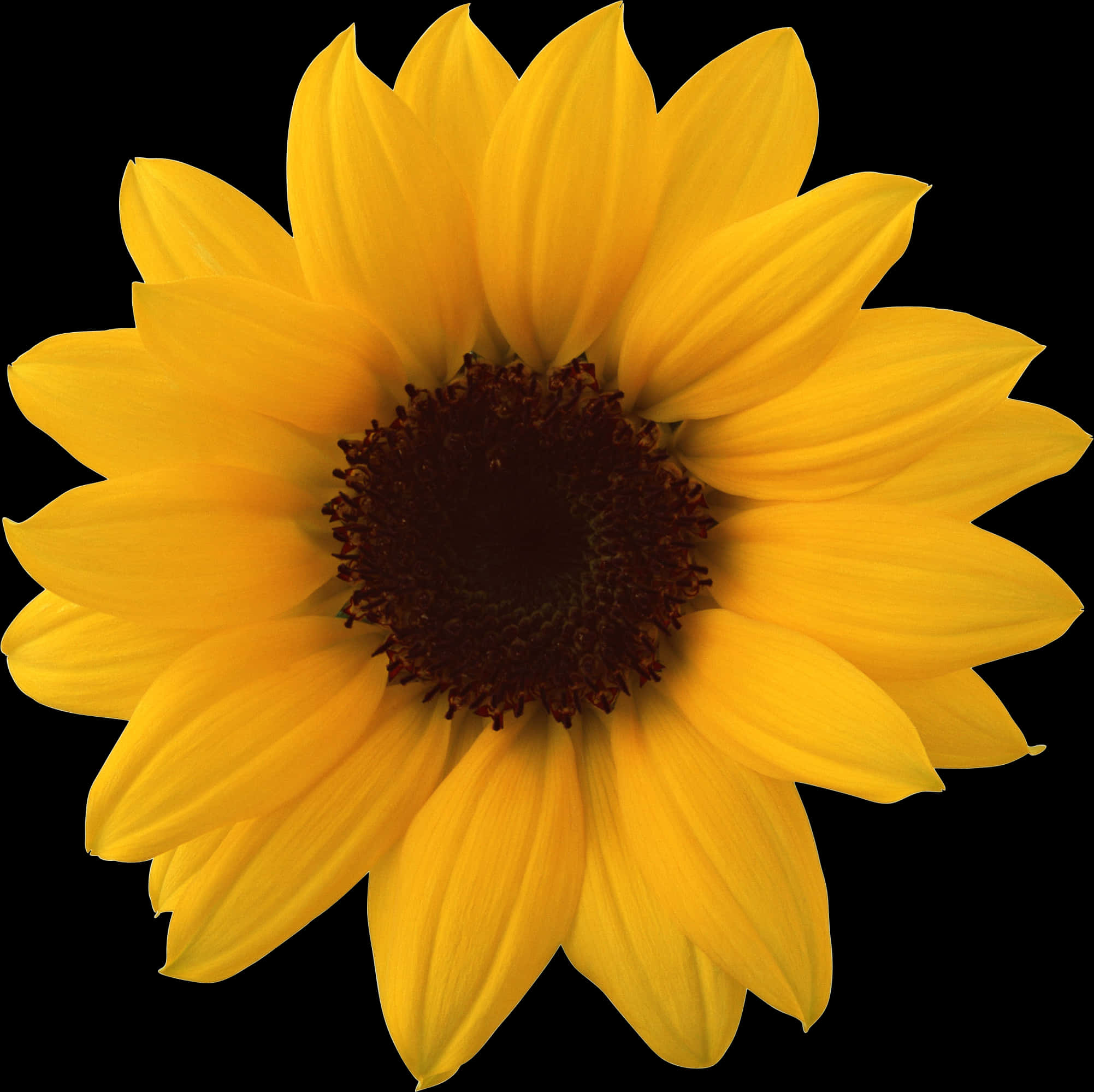 Vibrant_ Sunflower_ Against_ Black_ Background.jpg