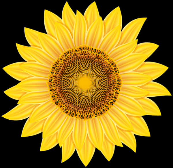 Vibrant Sunflower Against Black Background