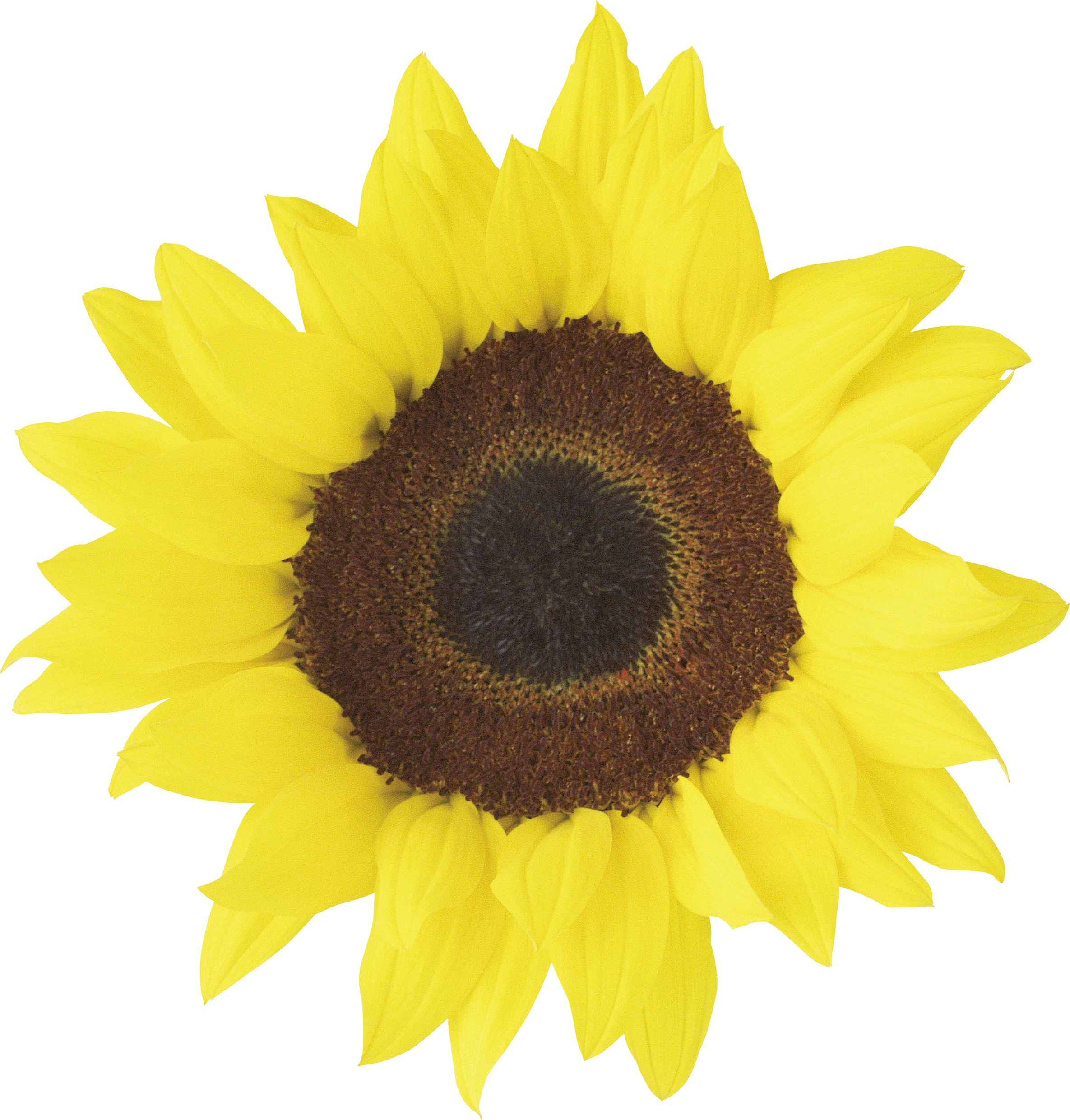 Vibrant Sunflower Against Blue Background.png