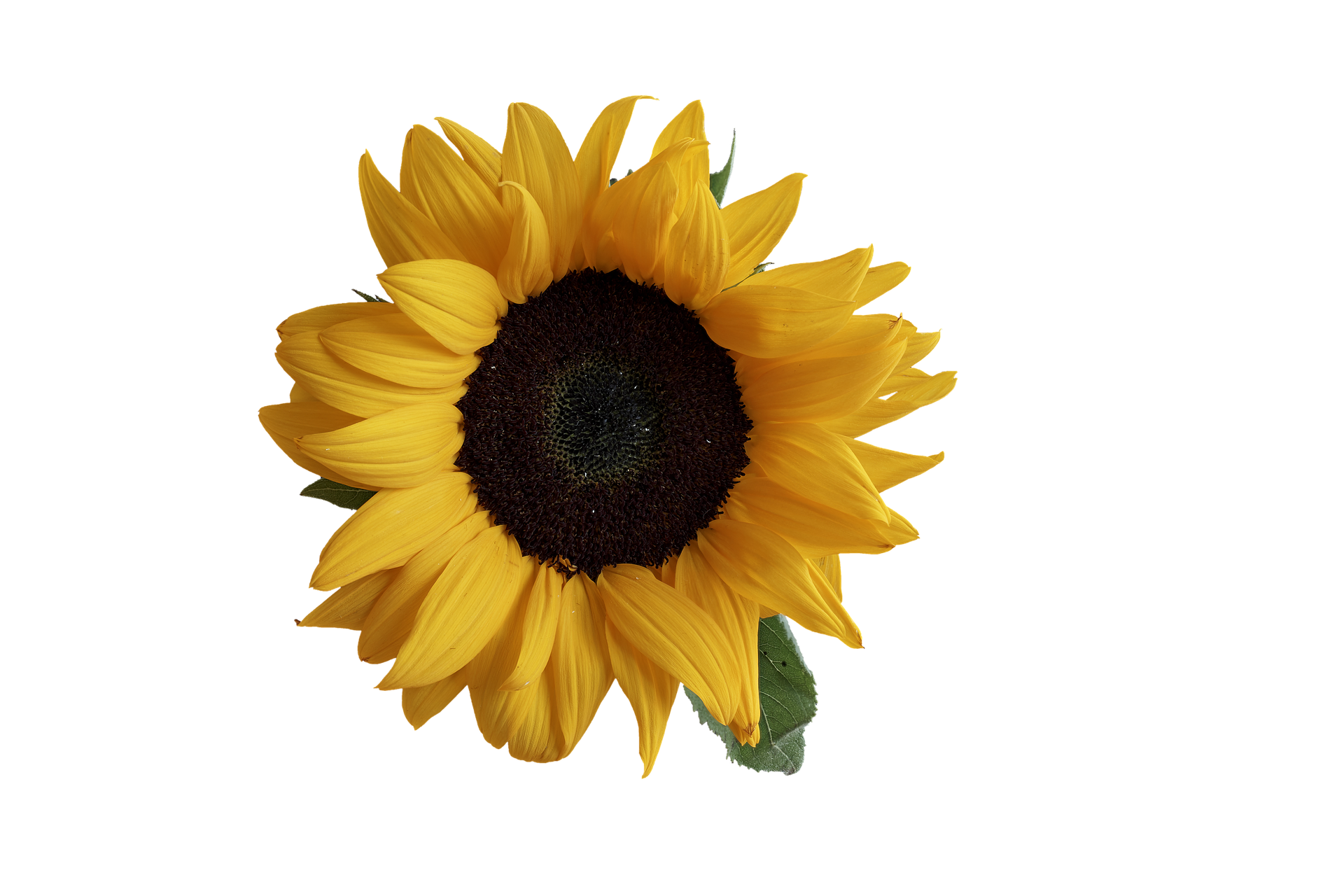 Vibrant Sunflower Black Background