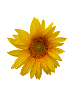 Vibrant Sunflower Black Background.jpg